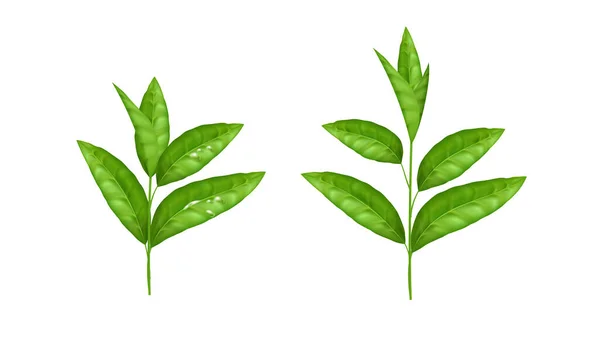 現実的な緑の葉のベクトル セット 白で分離された新鮮で有機的なハーブ成分 自然とエココンセプト 自然で有機的なデザインは お茶やハーブ製品の包装に最適です — ストックベクタ