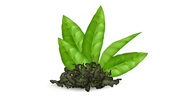 Heap Green Tea Dry Leaves Realistic Detailed Design Fresh Organic — Stock Vector