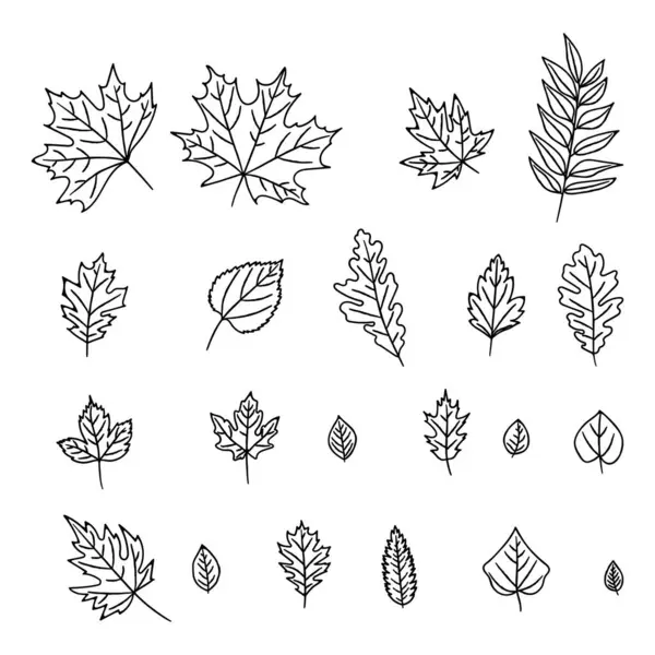 秋の葉のアウトラインイラストのセット オークの葉 メープル 芸術的でボタニカルな美学 黒と白のアイコンを作成するのに最適です 生成されていないAi — ストックベクタ