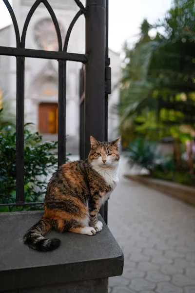 Tricolor fluffy domestic cat with serious face and squinted eyes looks to side, ears raised sharply, sits on base of fence against  backdrop of building and trees. On day.