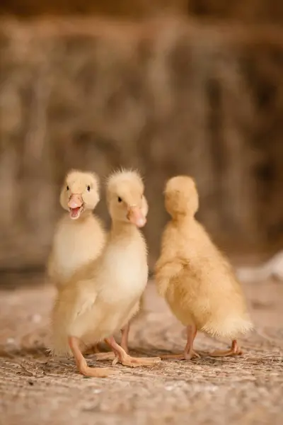 Three Cute Little Ducklings Walking Rug Bokeh Background Two Ducklings — Stock Photo, Image