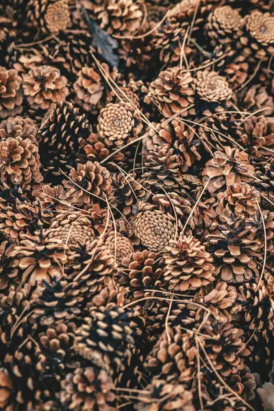 Kuru çam iğneleriyle orman zeminine saçılmış sayısız kahverengi kozalağın yakın görüntüsü yumuşak sonbahar ışığı altında doğal dokularını sergiliyor..