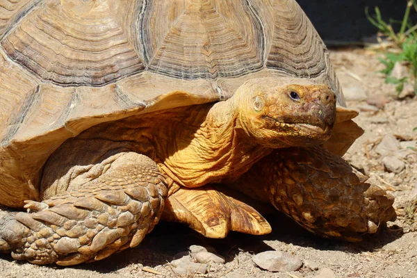 Close Van Een Afrikaanse Schildpad — Stockfoto