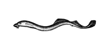 Zooloji Illustration 'un oymacılık tarzındaki el çizimi