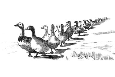 Sudaki bir kaz tasviri