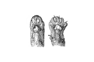 Zooloji Illustration 'un oymacılık tarzındaki el çizimi