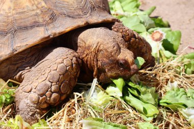 Hermann 'ın Kaplumbağası (Bilimsel adı: Testudo Hermanni)