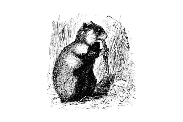Zooloji Illustration Oymacılık Tarzındaki Çizimi — Stok fotoğraf