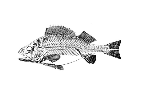 Balık Çizimi Çizim Çizimi Vektörü — Stok fotoğraf