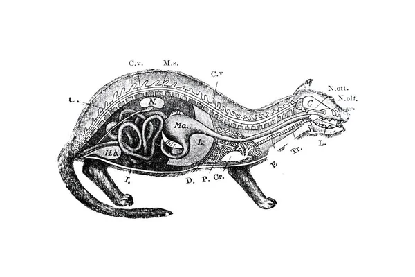 Esboço Desenhado Mão Zoologia Ilustração Estilo Gravura — Fotografia de Stock