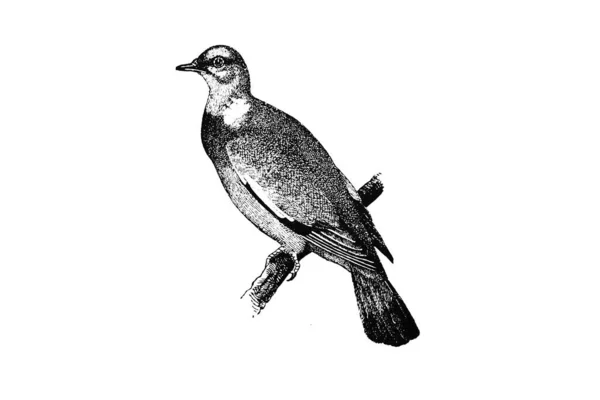 Illustration Oiseau — Photo