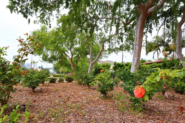 Beverly Hills Kalifornien Maj 2019 Utsikt Över Beverly Gardens Park — Stockfoto