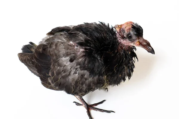 鳥のポキソウイルス感染症 ハト病を持つピジョン — ストック写真