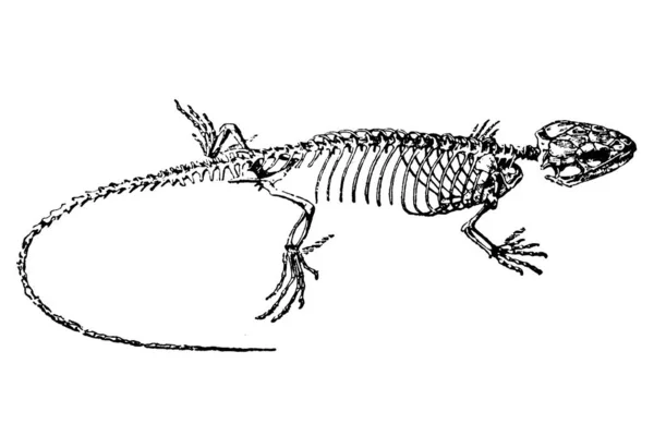 Handgezeichnete Skizze Der Zoologie Illustration Stich Stil — Stockfoto