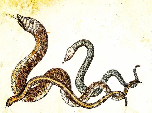 Soothsayer Snake Viper 1840 Vintage Engraved Illustration Original Colors Imperfections — 图库照片