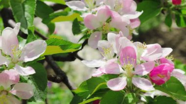 Bal arısı, Apple çiçeklerinden polen topluyor. Elma ağacı yeşil yapraklarla çiçek açar.