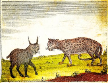 LEOPARD ve LYNX - 1840 Vintage Gravür Orijinal renkler ve kusurlarla.
