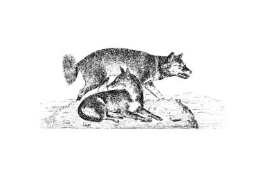 bir kurt çizimi