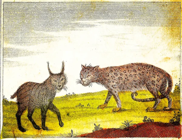 Leopard Lynx 1840 Vintage Gegraveerde Illustratie Met Originele Kleuren Imperfecties — Stockfoto
