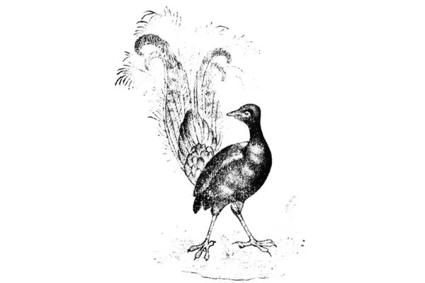 Ilustração Pássaro — Fotografia de Stock