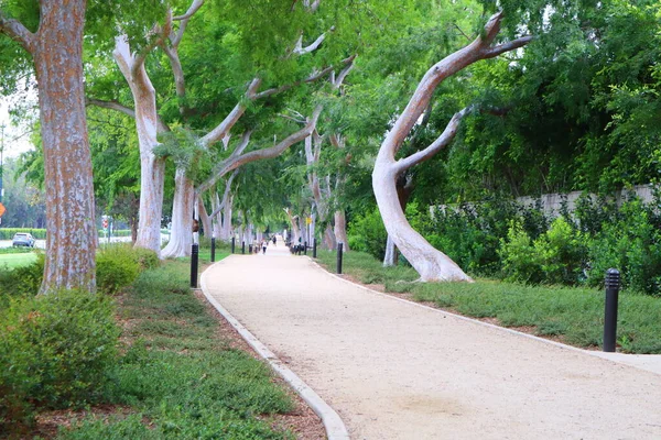 Beverly Hills Kalifornia Maja 2019 Widok Beverly Gardens Park Santa — Zdjęcie stockowe