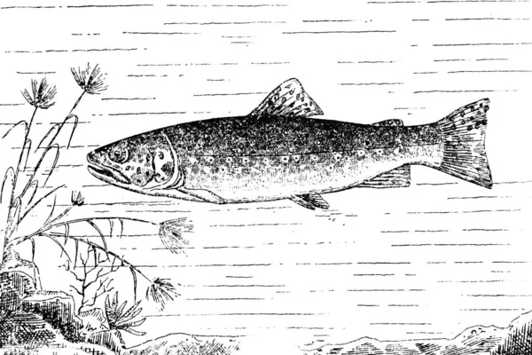 Łowienie Ryb Ilustracja Wektora Web Ikony — Zdjęcie stockowe