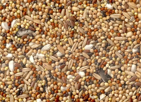 Разнообразная Смесь Seed Паракет Полосатый Подсолнух Красный Белый Просо Овсяный — стоковое фото