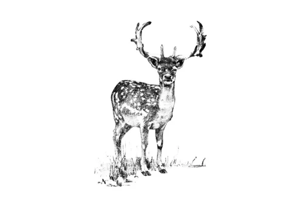 Cervos Animal Ilustração Desenhada Mão Esboço Isolado Sobre Fundo Branco — Fotografia de Stock