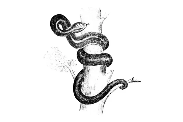 Illustration Einer Schlange — Stockfoto