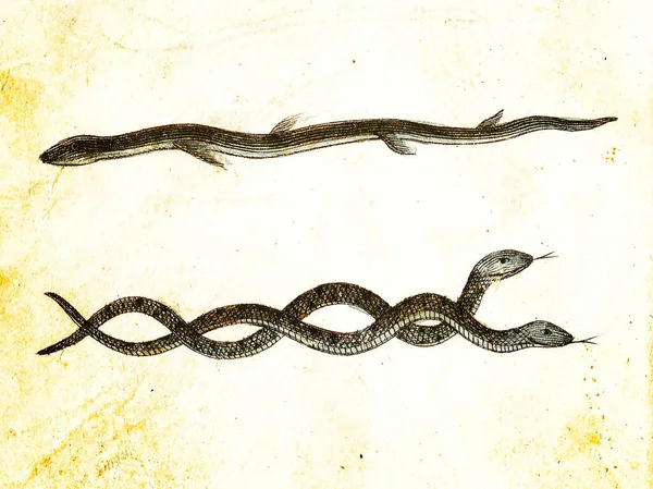 Úhoř Colubrid Snakes 1840 Ročník Rytý Ilustrací Originálními Barvami Nedokonalostmi — Stock fotografie