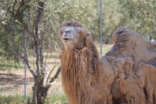 Camel Nazwa Naukowa Camelus Bactrianus Jest Ssakiem Rodziny Camelid — Zdjęcie stockowe