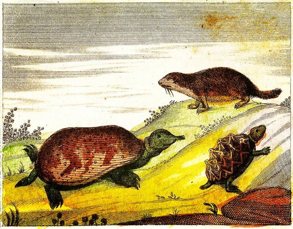Marmot Tortoise Turtle 1840 Vintage Ilustración Grabada Con Colores Originales —  Fotos de Stock