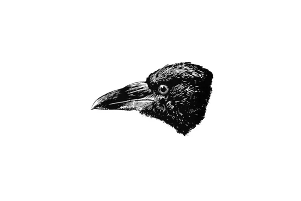 Черно Белая Иллюстрация Птицы — стоковое фото