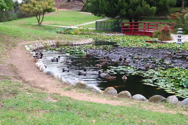 Jardim Japonês Kenneth Hahn State Park Recreation Area Culver City — Fotografia de Stock