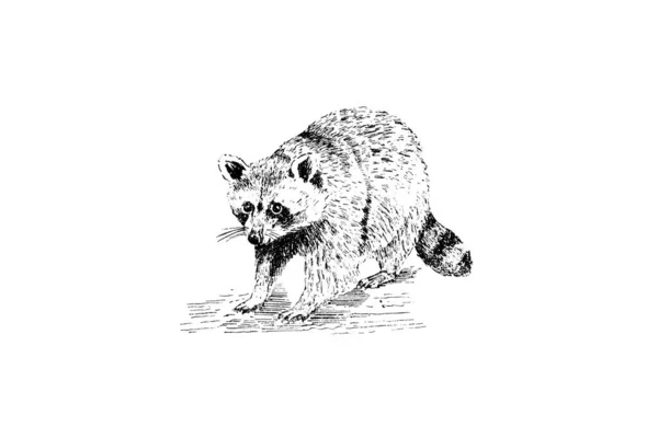 Boceto Dibujado Mano Zoología Ilustración Estilo Grabado — Foto de Stock