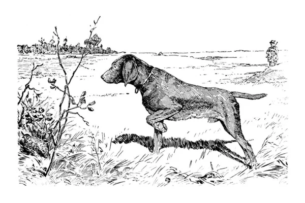 Uma Imagem Labrador Vintage Gravada Ilustração — Fotografia de Stock