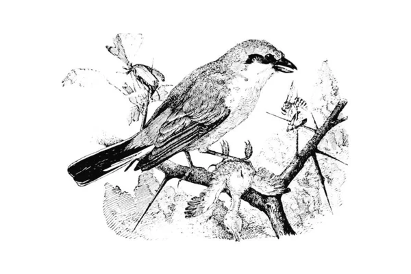 Ilustrație Pasăre — Fotografie, imagine de stoc