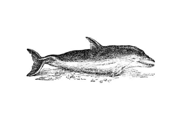 Desenho Feito Mão Tubarão Ilustração Vetorial — Fotografia de Stock