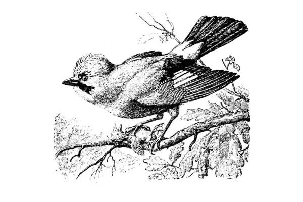 Illustration Oiseau — Photo