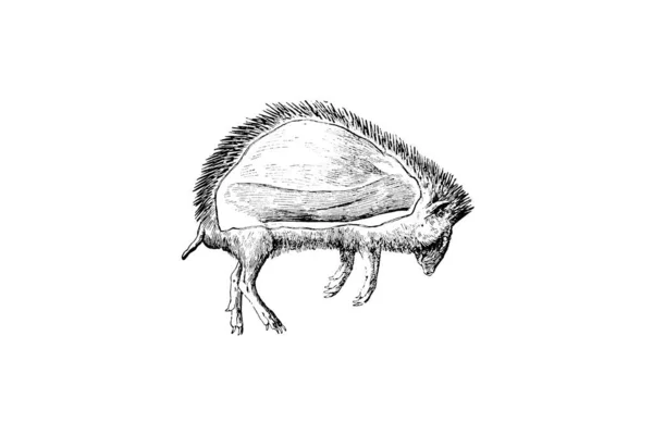 Schizzo Disegnato Mano Zoologia Illustrazione Stile Incisione — Foto Stock