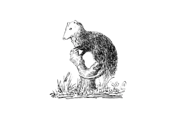 Esboço Desenhado Mão Zoologia Ilustração Estilo Gravura — Fotografia de Stock