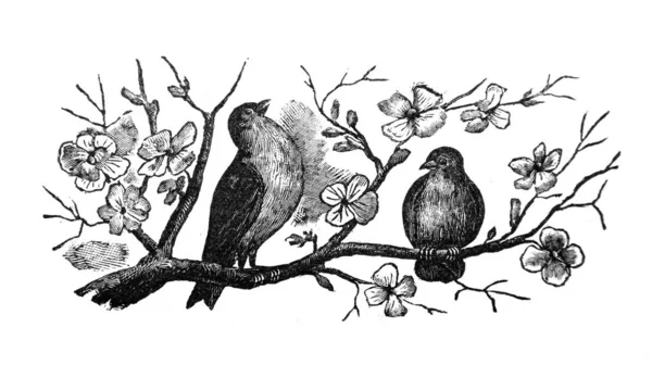 Illustration Oiseaux Assis Sur Une Branche — Photo