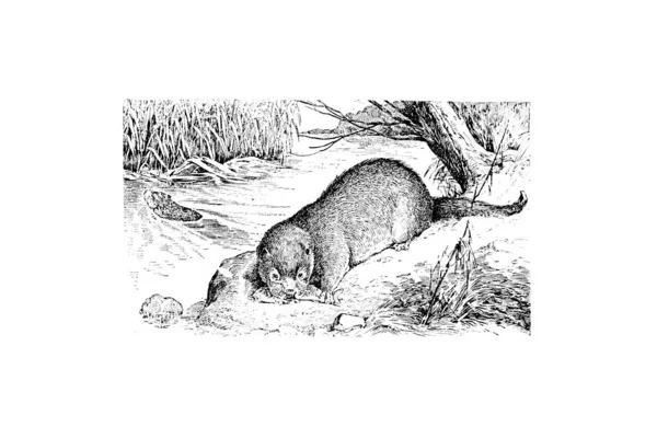 Kézzel Rajzolt Vázlat Zoológia Illusztráció Gravírozási Stílusban — Stock Fotó