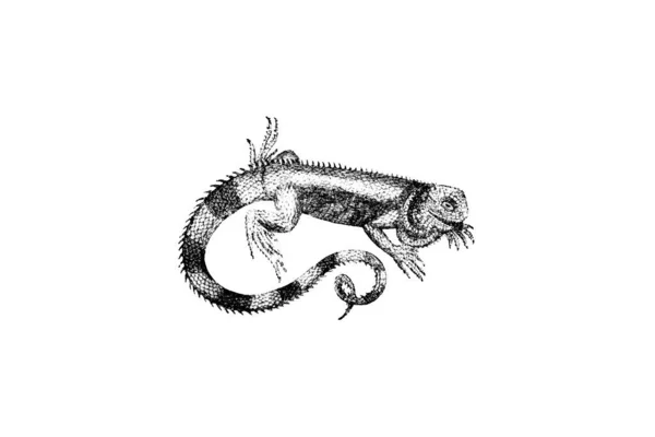 手描きの動物学イラスト彫刻風 — ストック写真