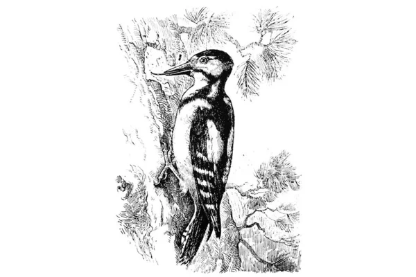Иллюстрация Птицы — стоковое фото