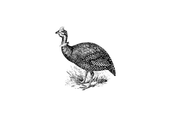 Ilustração Vetorial Pássaro — Fotografia de Stock