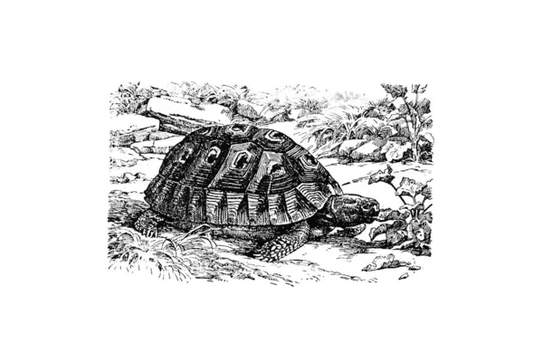 Ilustracja Żółwia Morzu — Zdjęcie stockowe