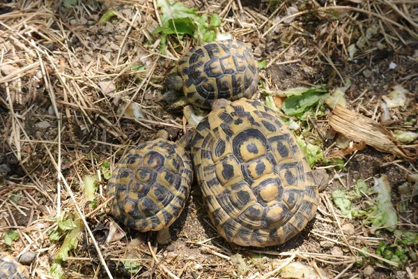 Hermann Tortoise Wetenschappelijke Naam Testudo Hermanni — Stockfoto