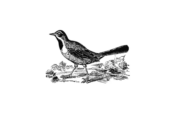 Ilustração Desenhada Mão Pássaro — Fotografia de Stock