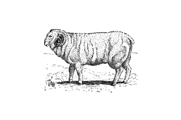Ručně Kreslený Náčrt Krávy — Stock fotografie